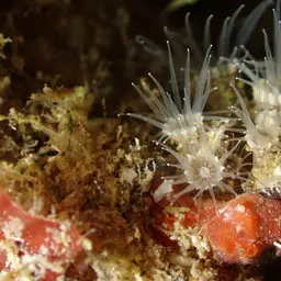 Brown Encrusting Anemone, photo 9