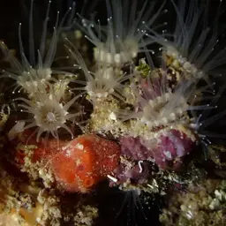 Brown Encrusting Anemone, photo 10
