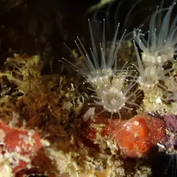 Brown Encrusting Anemone, photo 11