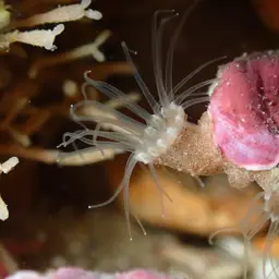 Brown Encrusting Anemone, photo 12
