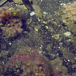 Orange Encrusting Anemone, photo 1