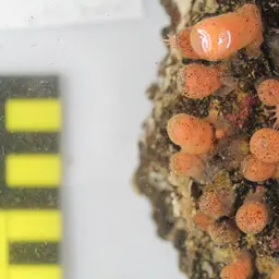 Orange Encrusting Anemone, photo 3