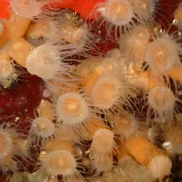 Orange Encrusting Anemone, photo 4