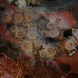 Orange Encrusting Anemone, photo 5