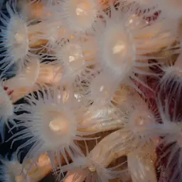 Orange Encrusting Anemone, photo 6