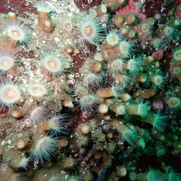 Orange Encrusting Anemone, photo 7