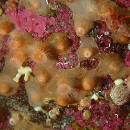Orange Encrusting Anemone, photo 8
