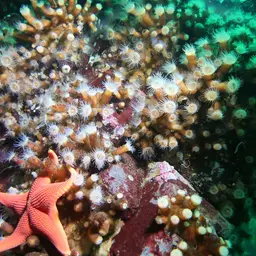 Orange Encrusting Anemone, photo 9