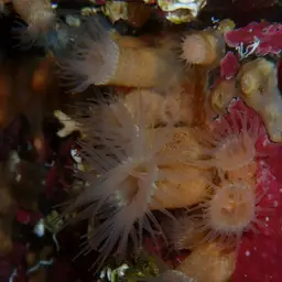 Orange Encrusting Anemone, photo 10