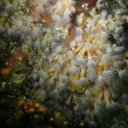 Orange Encrusting Anemone, photo 11
