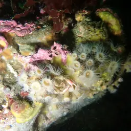 Orange Encrusting Anemone, photo 12