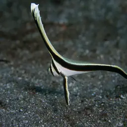 Donkey Fish