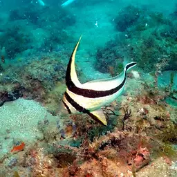 Donkey Fish, photo 2