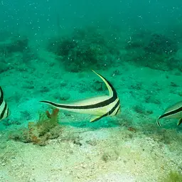 Donkey Fish, photo 3