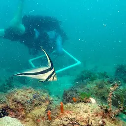 Donkey Fish, photo 4