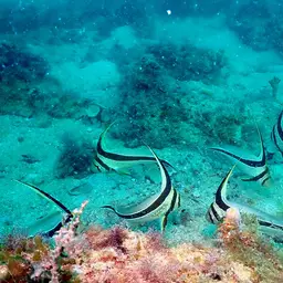 Donkey Fish, photo 5