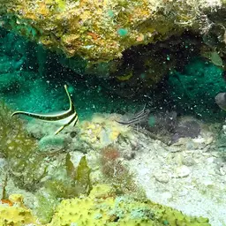 Donkey Fish, photo 6