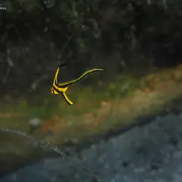 Donkey Fish, photo 9