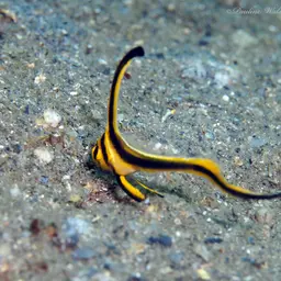 Donkey Fish, photo 10