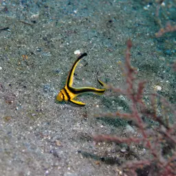 Donkey Fish, photo 11