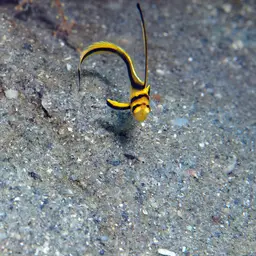 Donkey Fish, photo 12