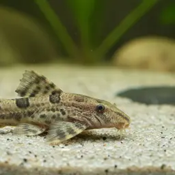 Anchor Catfish