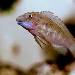 Tanganyika Clown, photo 1