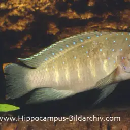 Tanganyika Clown, photo 2