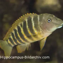Tanganyika Clown, photo 3
