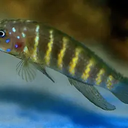 Tanganyika Clown, photo 4