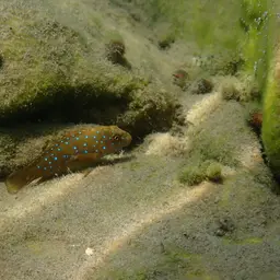Tanganyika Clown, photo 5