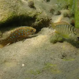 Tanganyika Clown, photo 6