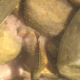 Tanganyika Clown, photo 7