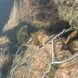 Tanganyika Clown, photo 10