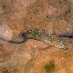 Tanganyika Clown, photo 11