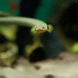 Reedfish, photo 1