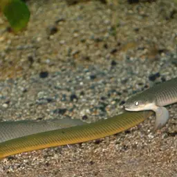 Reedfish, photo 2
