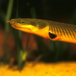 Reedfish, photo 3