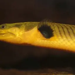 Reedfish, photo 4