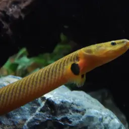 Reedfish, photo 9