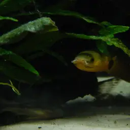 Reedfish, photo 10