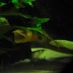 Reedfish, photo 11