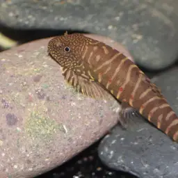 Strawberry Spot Sucker Loach, photo 2