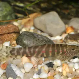 Strawberry Spot Sucker Loach, photo 3