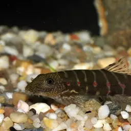 Strawberry Spot Sucker Loach, photo 1