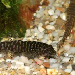 Strawberry Spot Sucker Loach, photo 4