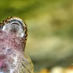 Strawberry Spot Sucker Loach, photo 5