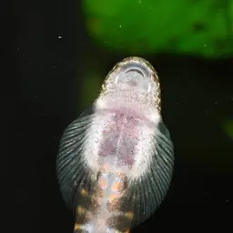 Strawberry Spot Sucker Loach, photo 6