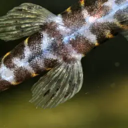 Strawberry Spot Sucker Loach, photo 7