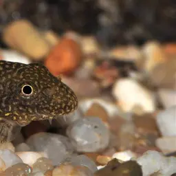 Strawberry Spot Sucker Loach, photo 8